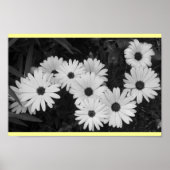 Daisies Poster (Vorne)