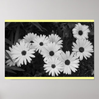 Daisies Poster