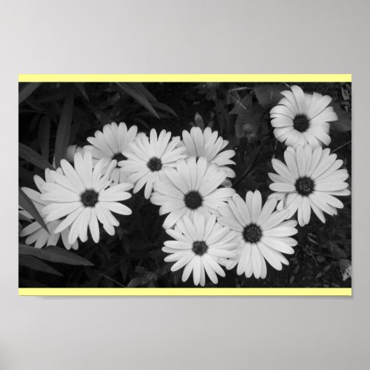 Daisies Poster (Vorne)