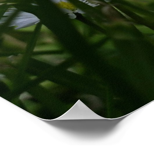 Daisies Poster (Ecke)