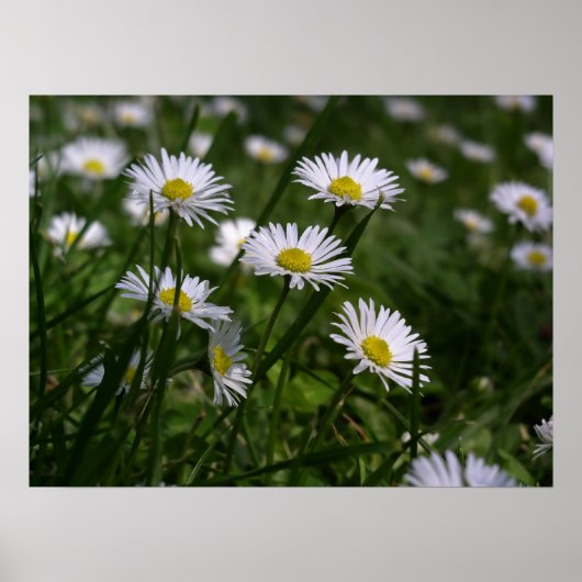 Daisies Poster (Vorne)