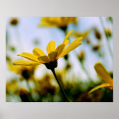 Daisies Poster (Vorne)