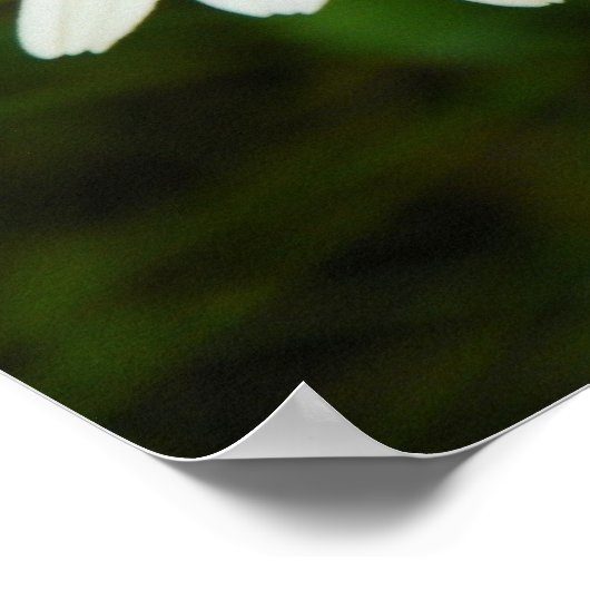 Daisies Poster (Ecke)