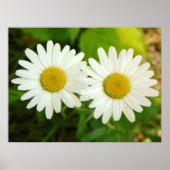 Daisies Poster (Vorne)