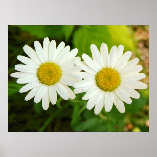 Daisies Poster (Vorne)