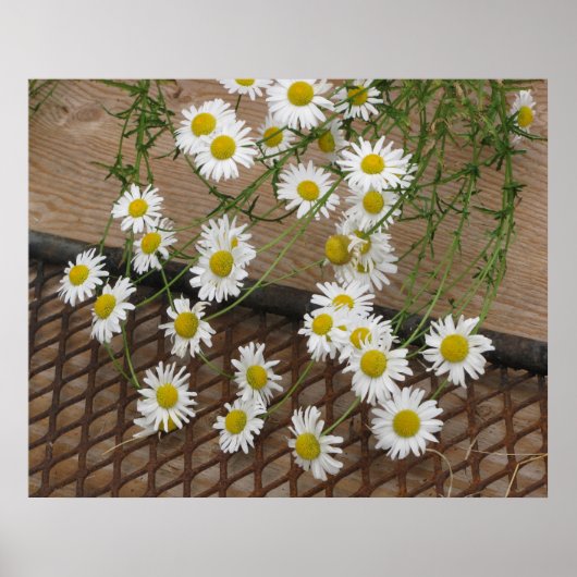 Daisies Poster (Vorne)