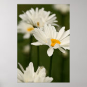 Daisies Poster (Vorne)