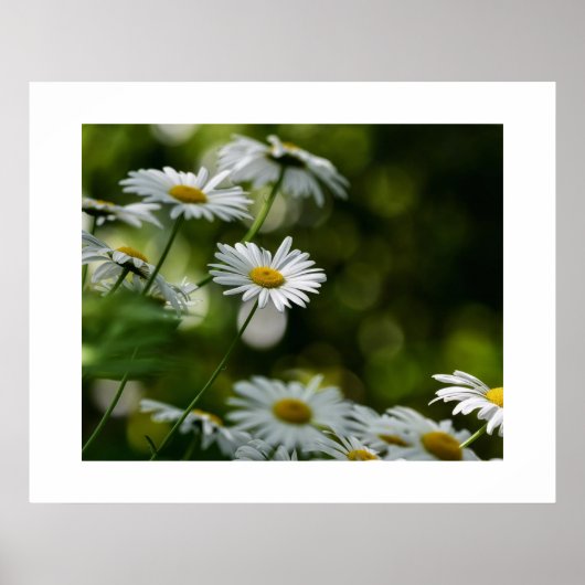 Daisies Poster (Vorne)