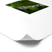 Daisies Poster (Ecke)