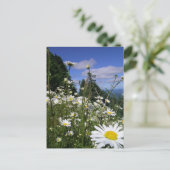 Daisies Postkarte (Stehend Vorderseite)
