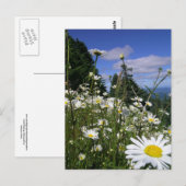 Daisies Postkarte (Vorne/Hinten)