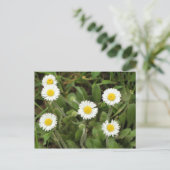 Daisies Postkarte (Stehend Vorderseite)