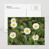 Daisies Postkarte (Vorne/Hinten)