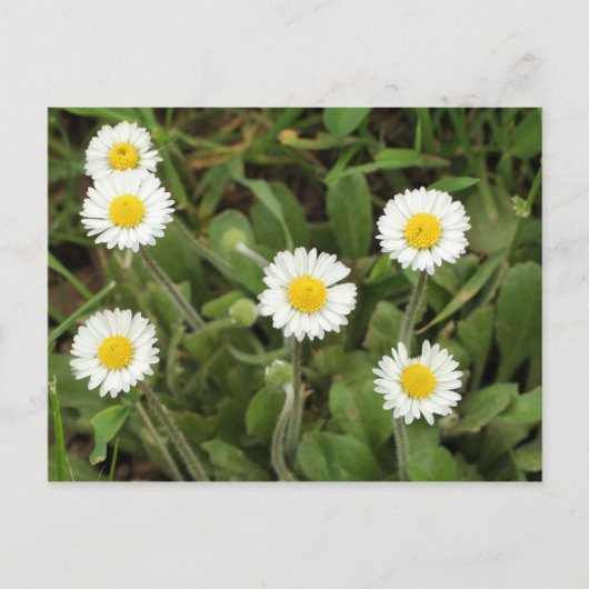 Daisies Postkarte (Vorderseite)
