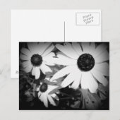 Daisies Postkarte (Vorne/Hinten)