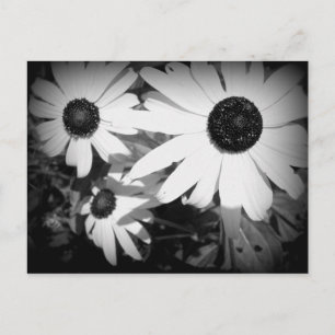Daisies Postkarte