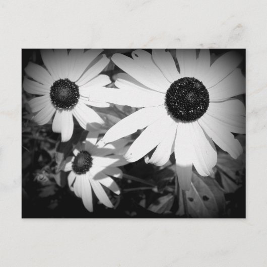 Daisies Postkarte (Vorderseite)
