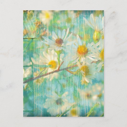 Daisies Postkarte (Vorderseite)