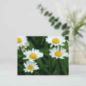 Daisies Postkarte (Stehend Vorderseite)
