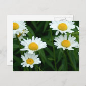 Daisies Postkarte (Vorne/Hinten)