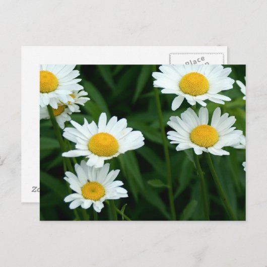 Daisies Postkarte (Vorne/Hinten)
