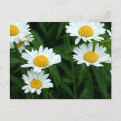 Daisies Postkarte (Vorderseite)