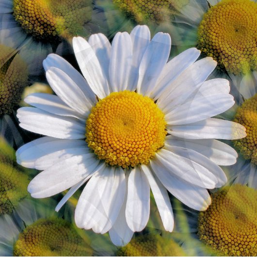 DAISIES POSTKARTE