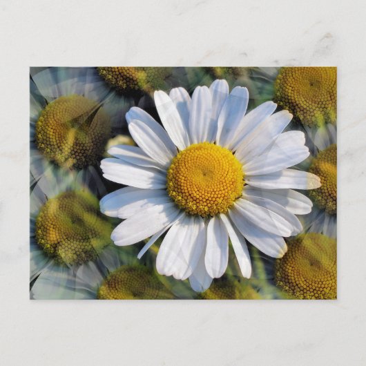 DAISIES POSTKARTE (Vorderseite)