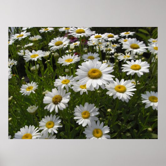 Daisies Print Poster (Vorne)