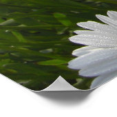 Daisies Print Poster (Ecke)