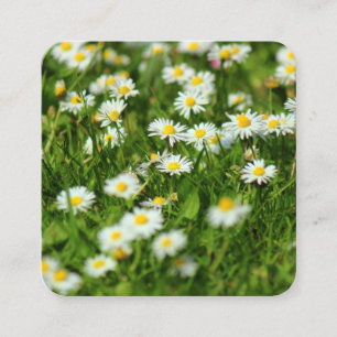 Daisies Quadratische Visitenkarte