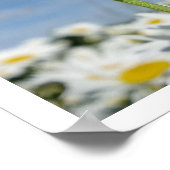 Daisies Reaching für den Himmel Poster (Ecke)