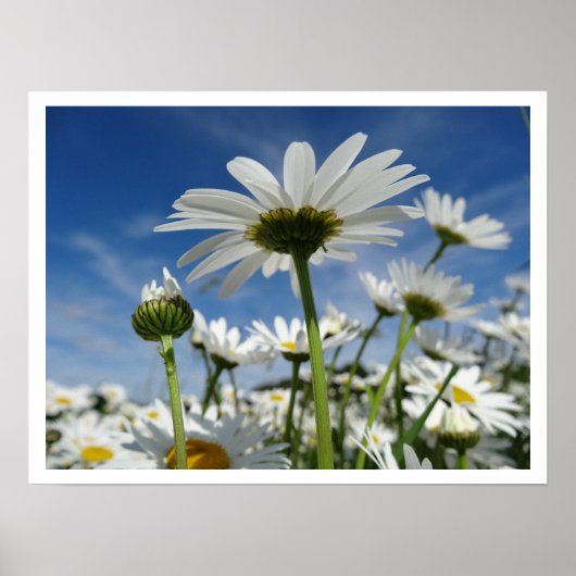 Daisies Reaching für den Himmel Poster (Vorne)