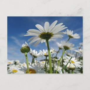 Daisies Reaching für die Sky Postcard Postkarte