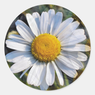 DAISIES RUNDER AUFKLEBER