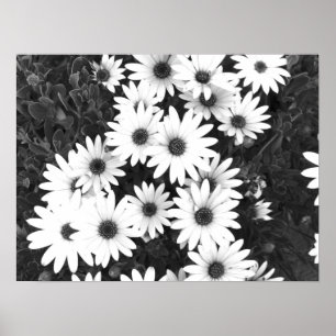 Daisies Schwarz-Weiß-Print Poster