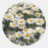 Daisies Stickers (Vorderseite)