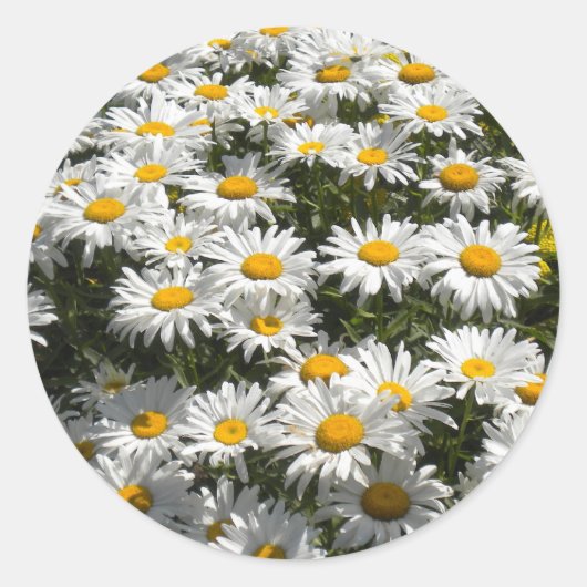 Daisies Stickers (Vorderseite)