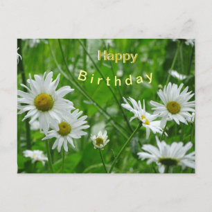 Daisies Wild Blume Kust. Happy Birthday Postcard Postkarte