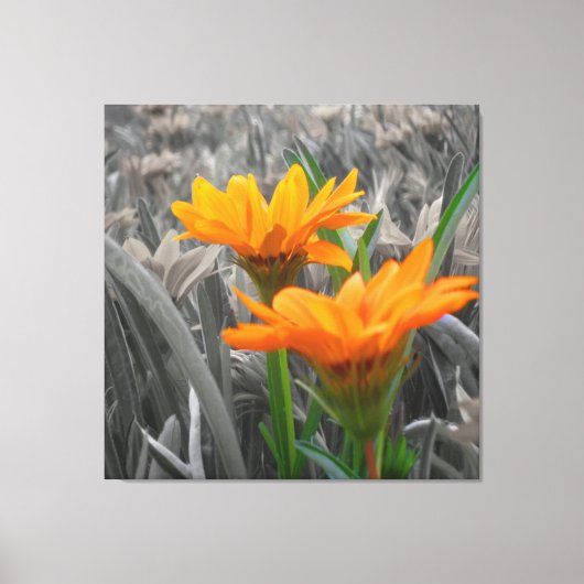Daisies Wrapped Canvas Leinwanddruck (Vorderseite)