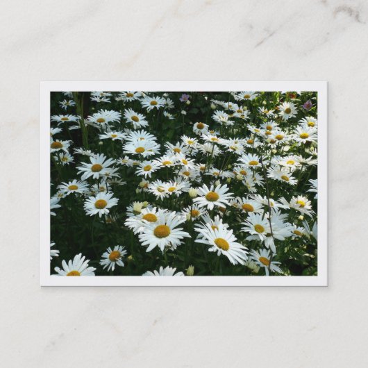 Daisis, Mini-Fotokarte Visitenkarte (Vorderseite)
