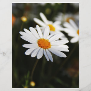 Daisy
