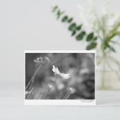 Daisy Alone - Postcard Postkarte (Stehend Vorderseite)