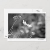 Daisy Alone - Postcard Postkarte (Vorne/Hinten)