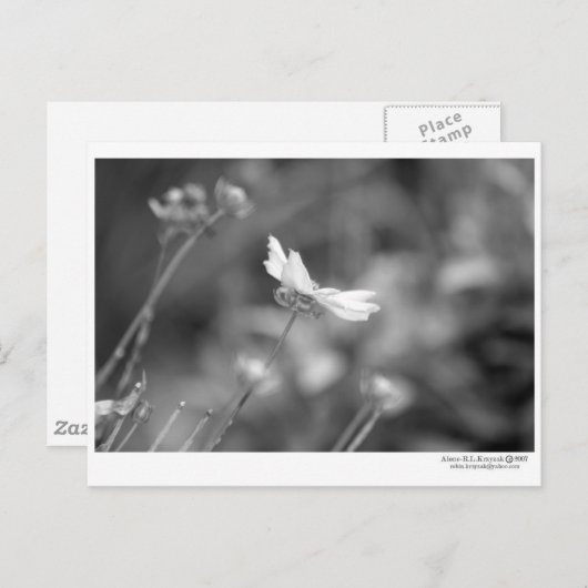 Daisy Alone - Postcard Postkarte (Vorne/Hinten)