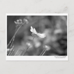 Daisy Alone - Postcard Postkarte