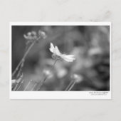 Daisy Alone - Postcard Postkarte (Vorderseite)