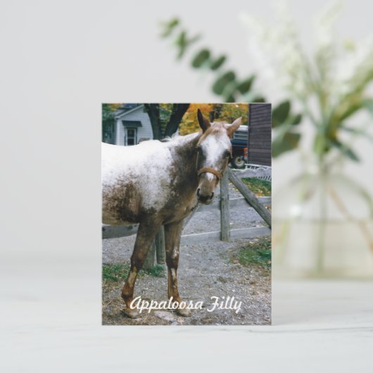 "Daisy" Appaloosa Filly Postkarte (Stehend Vorderseite)