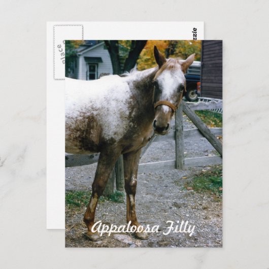 "Daisy" Appaloosa Filly Postkarte (Vorne/Hinten)