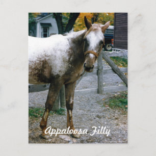 "Daisy" Appaloosa Filly Postkarte